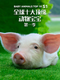 全球十大顶级动物宝宝第一季
